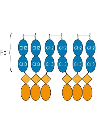 Experimental Validation Results for Efgivanermin alfa